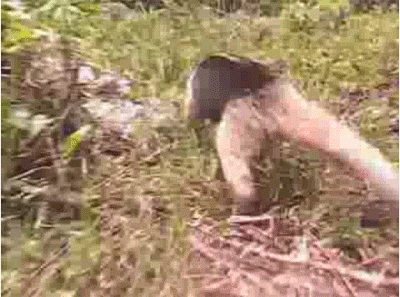 anteater.gif