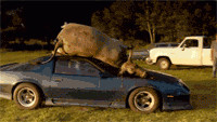 camaro-with-a-cow.gif