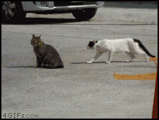 creeping-cat.gif