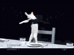 dancing-dinner-cat.gif