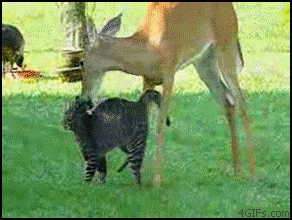 deer grooms cat