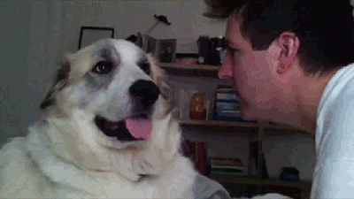 dog slap gif