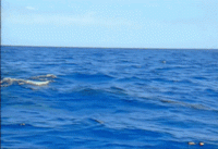 dolphin spin