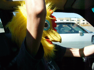 driving chicken