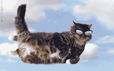 flying cat