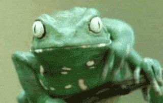 freaky-frog.gif