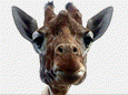 giraffe head