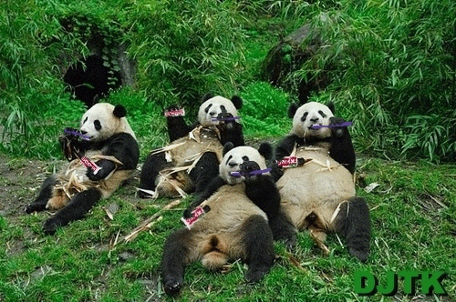 panda bears brushing