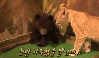 scared baby bear