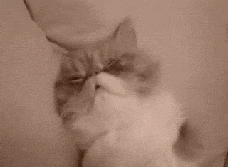 sleepy-cat.gif