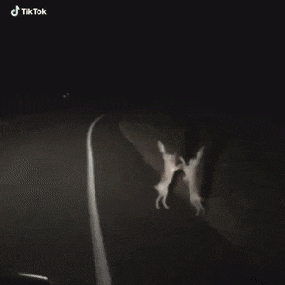 2-hares-fighting.gif