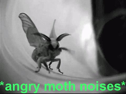 angry moth noises