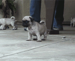 baby pug puppy running