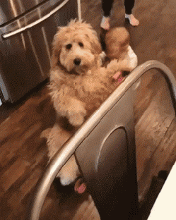 baby pushing around golden doodle dog in baby caridge