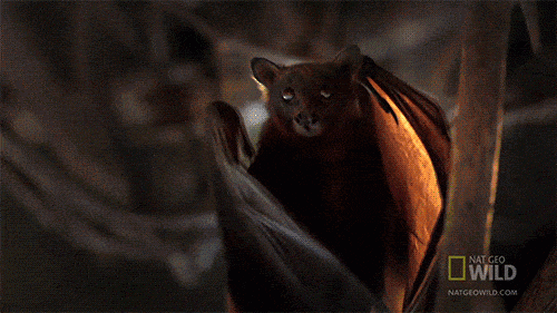 bat spreading its wings at night