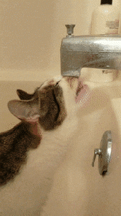 cat drinking water from bath tub