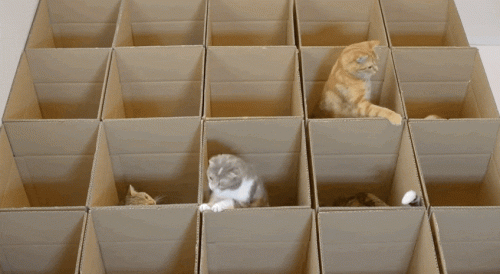 cat-in-a-box.gif