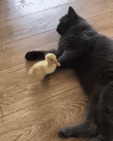 cat kicks duckling