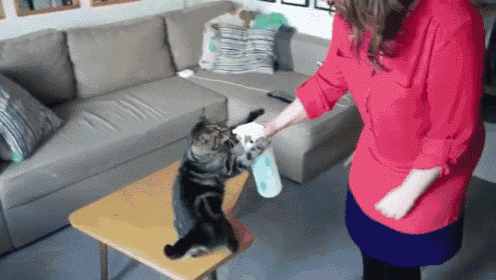 cat loving drinking from spray bottle