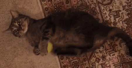 cat playing footsies with tennis ball