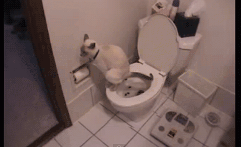 cat pooping on toilet like a person