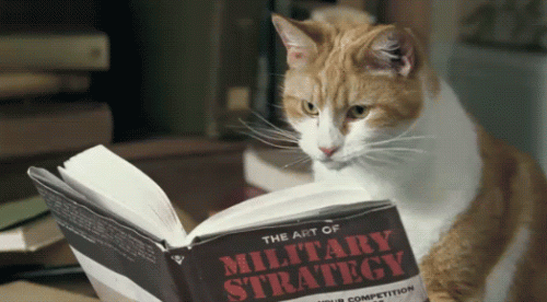 cat reading art of millitary strategy