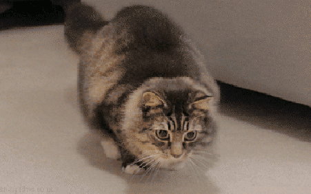 cat shaking booty