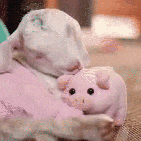 cute baby goat sleeping on stuffed toy