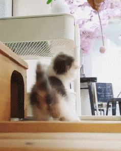 cute baby kitten playing