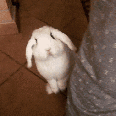 cute-little-bunny-rabbit.gif