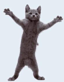 dancing grey cat