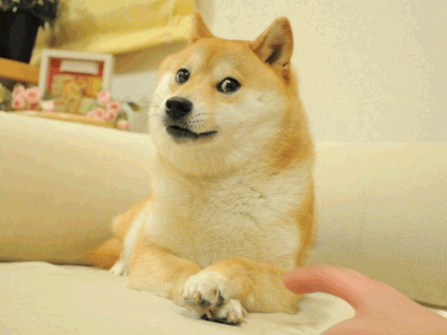 dont-touch-doge.gif