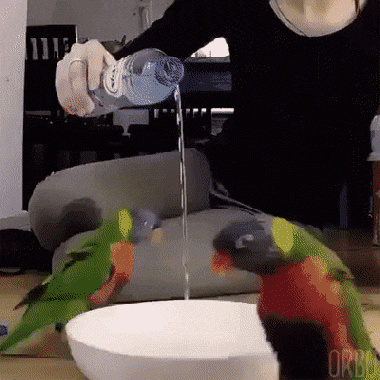 excited-bird-ritual.gif