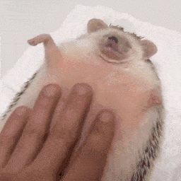 hedghog tummy rubs