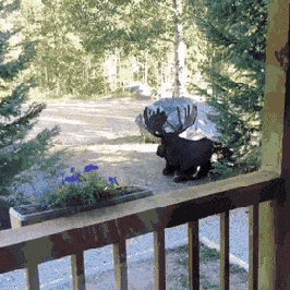 moose-just-chilling.gif