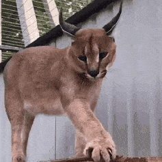 mountain lion streching