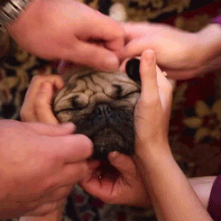 pug face massage