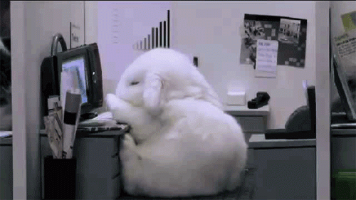 sleepy office bunny