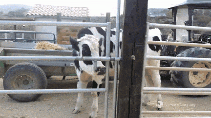 smart cow opening gate