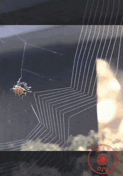 spider-web.gif