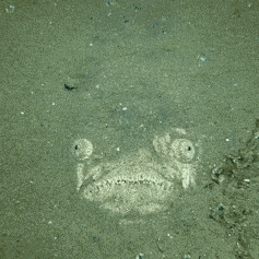 stonefish