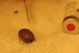 tick-injected-with-hydrogen-peroxide.gif