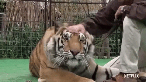 tiger-king-proof-tigers-are-cool.gif