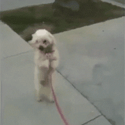 white walking pooch