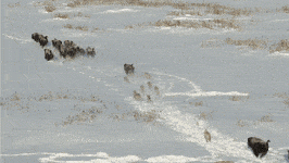 wolves hunting bison