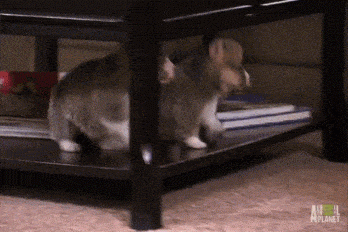 funny puppy dogs falling down gif