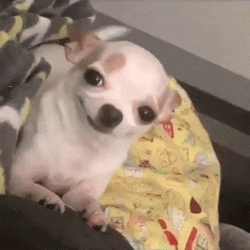 cute little chihuahua dog gif
