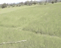 Tiger Attack Stealth Cool Gif